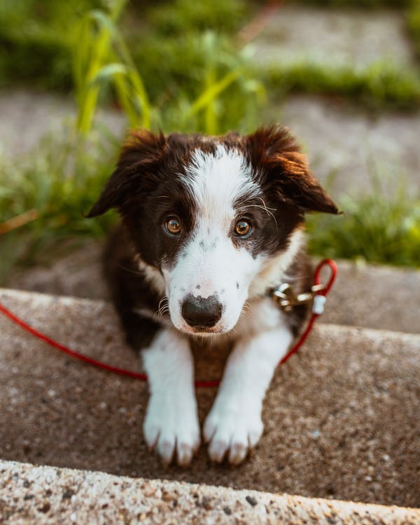 Jonge hond met langer haar en zwart met witte vlekken draagt een rode halsband